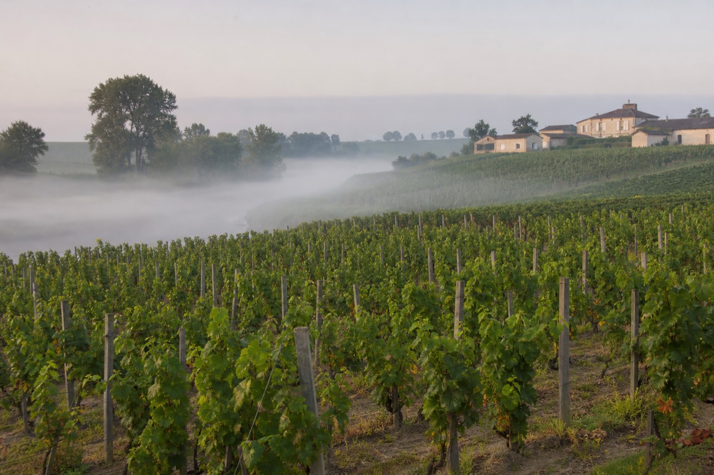 Morning mist over the sandy-clay vineyards of Barsac