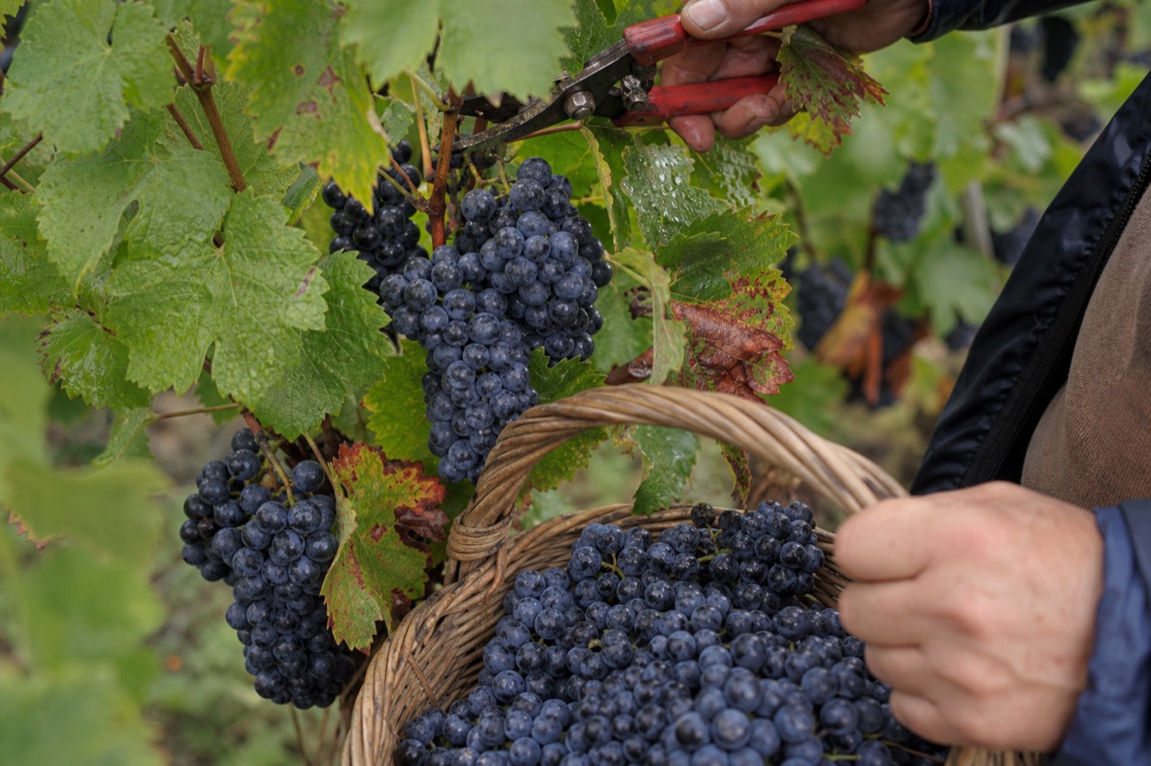 Hand-harvesting grapes during the Bordeaux vendange