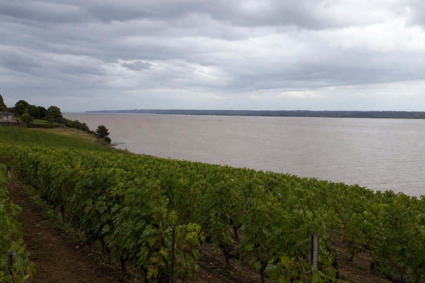 Aerial view of vineyard rows following the curve of the Gironde estuary