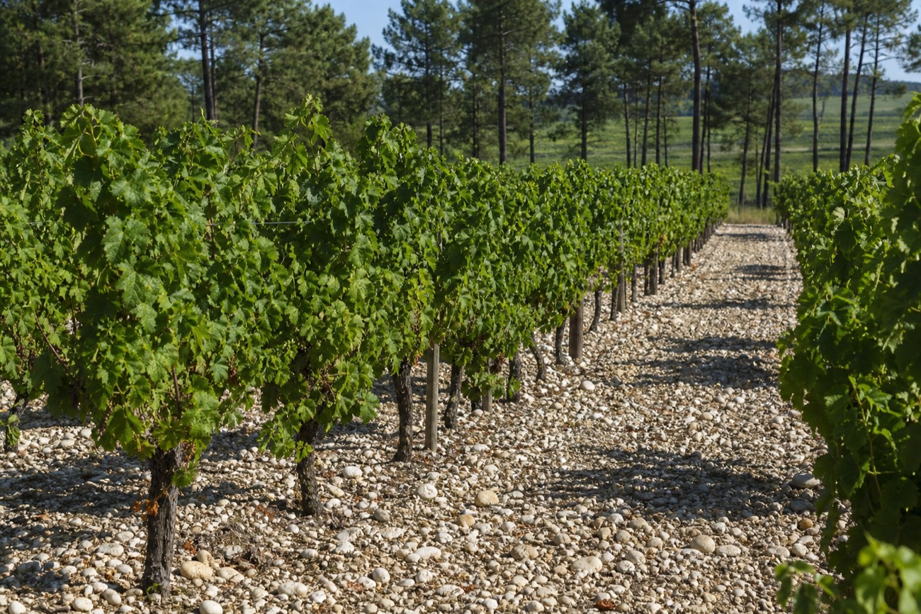 The pebble and gravel soils of the Graves appellation