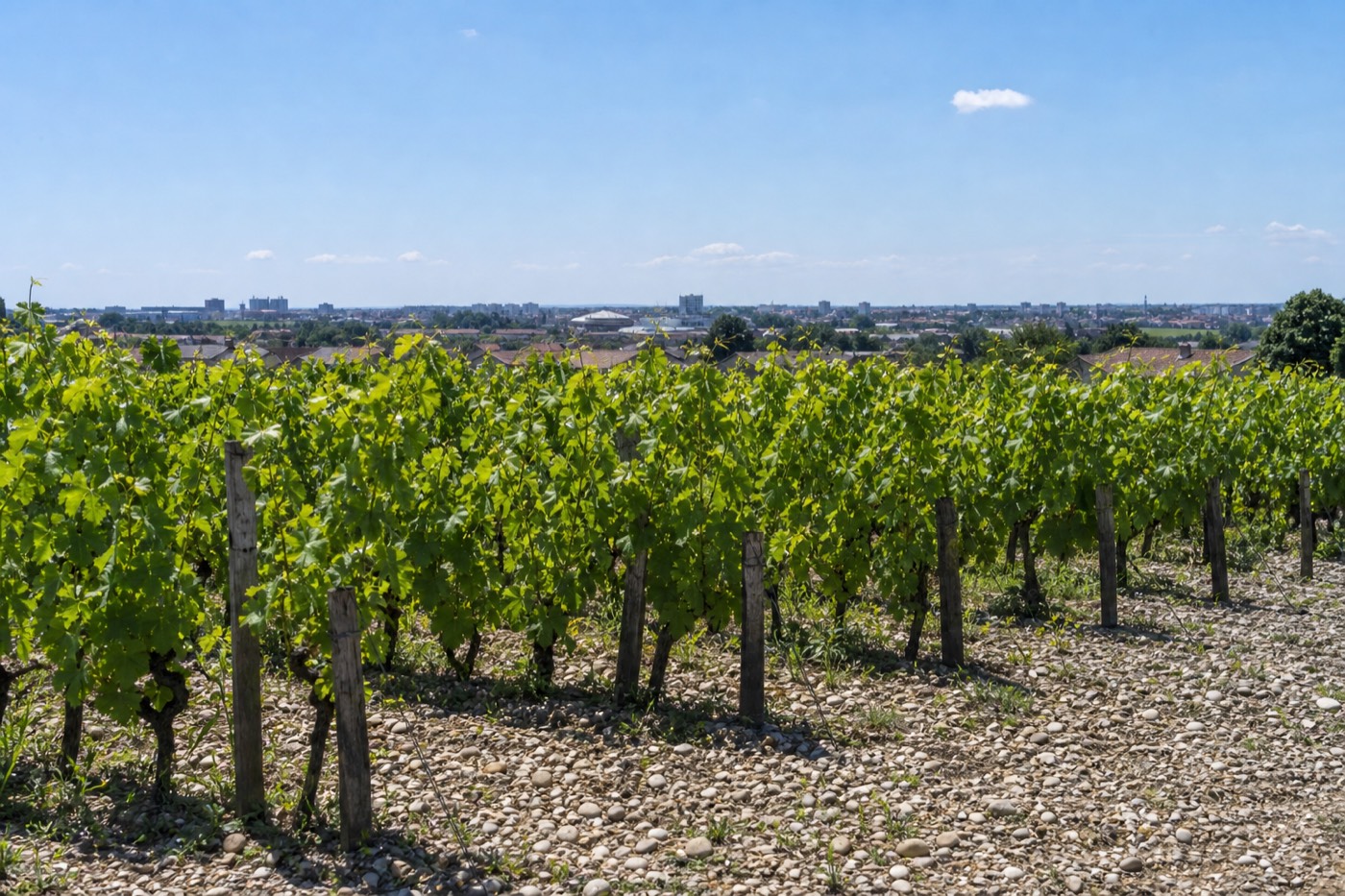 A Pessac-Léognan vineyard at the edge of suburban Bordeaux