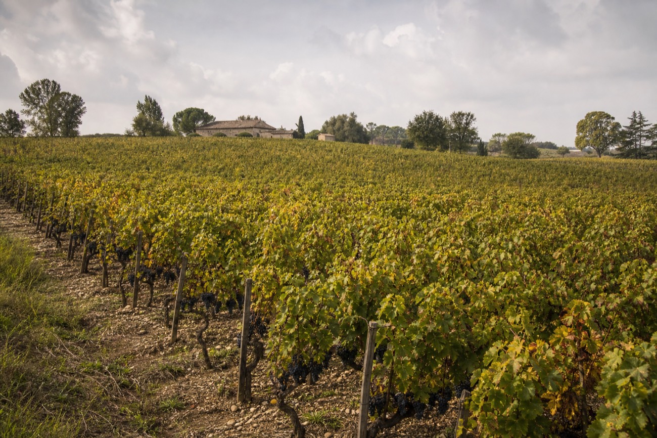 Merlot vines on the clay and gravel soils of Pomerol