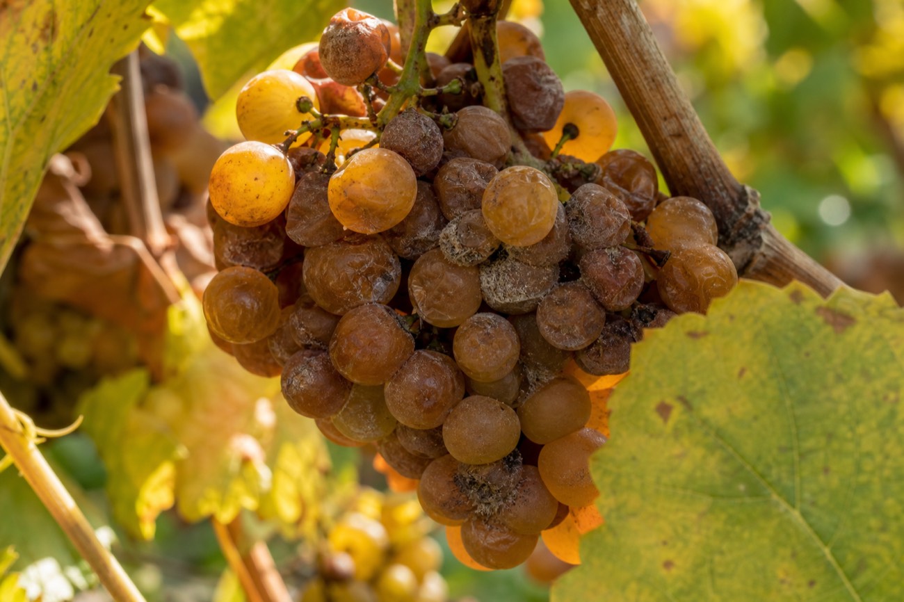 Botrytis-affected grapes on the vine in Sauternes