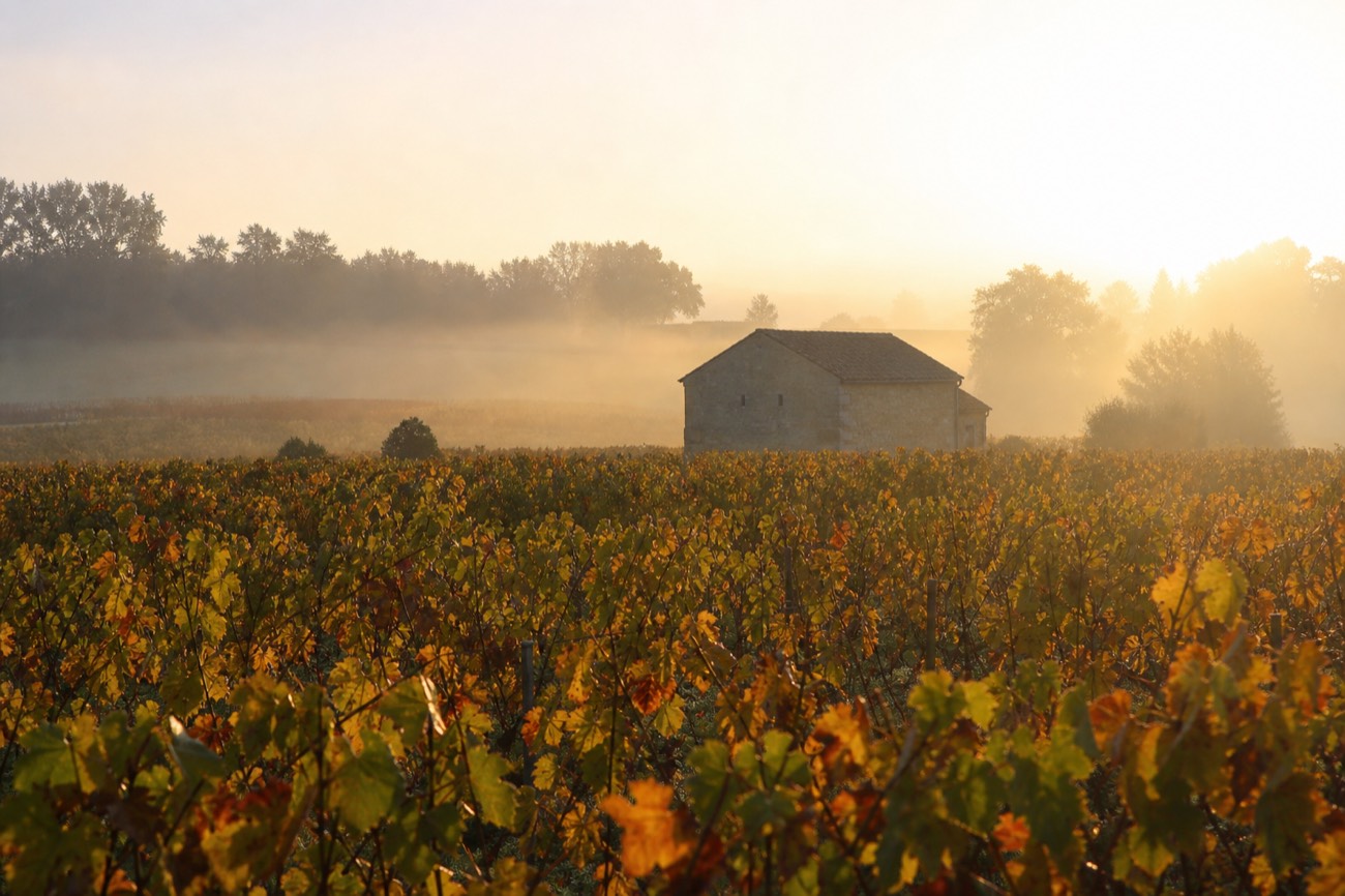 Botrytis-affected grapes on the vine in Sauternes