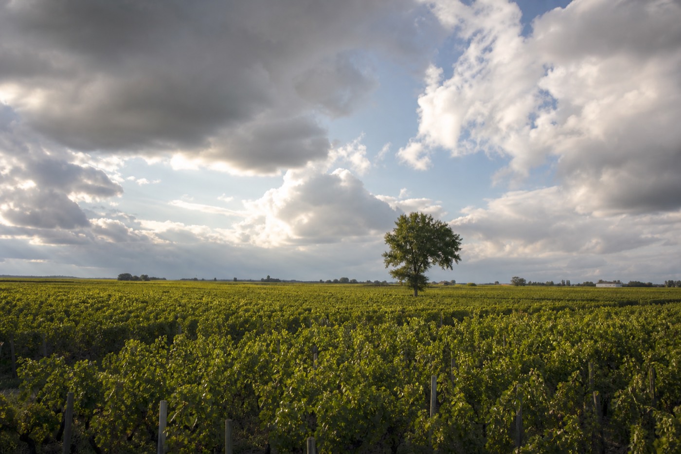 A Bordeaux vineyard