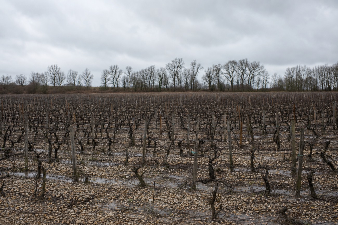 A Bordeaux vineyard