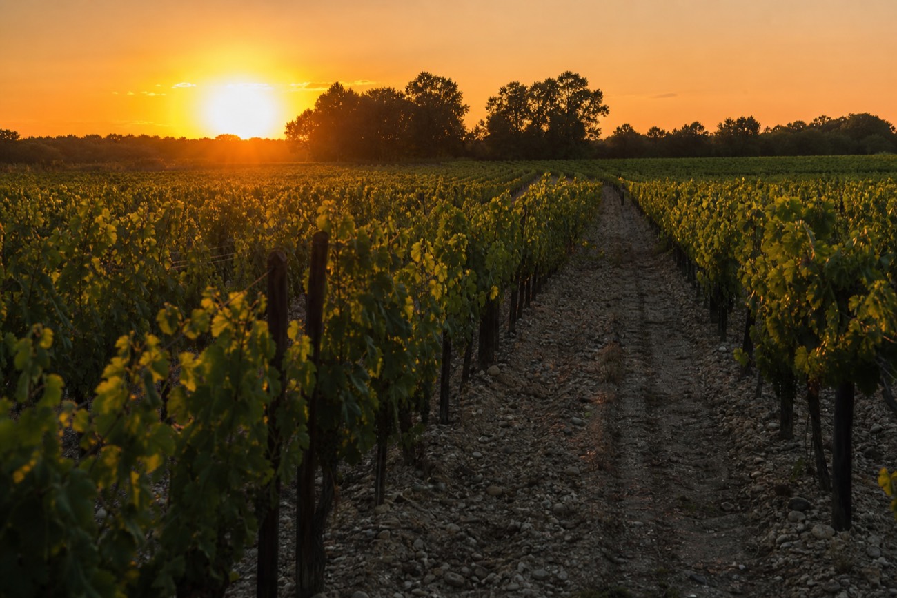 A Bordeaux vineyard