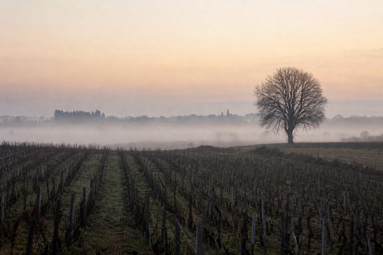 A Bordeaux vineyard