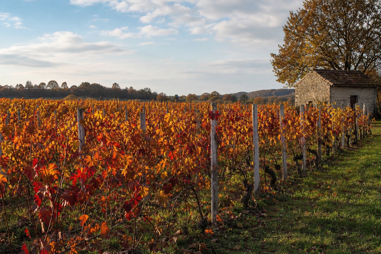 A Bordeaux vineyard