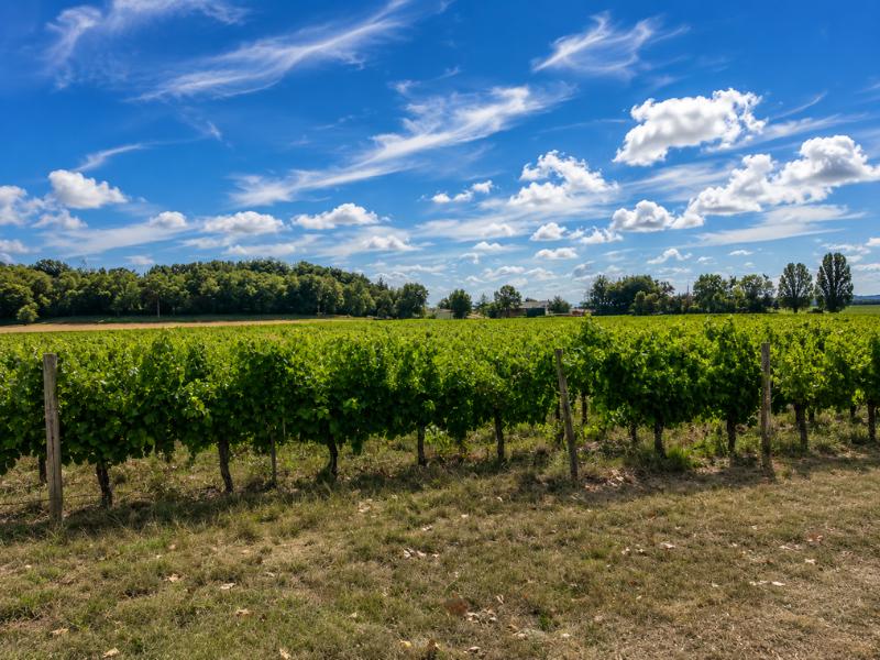 Bordeaux: Organic Family Vineyard Tour with Wine Tasting
